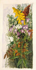 Fleurs sauvages - Ellen Robbins — vy av konstverket