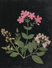 W Album de fleurs en papier découpé pl. 07 - Ellen W. — vy av konstverket
