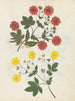 W album de fleurs en papier découpé pl. 08 - Ellen — vy av konstverket