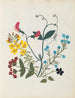 W Album de fleurs en papier découpé pl. 09 - Ellen W. — vy av konstverket