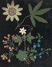 W Album de fleurs en papier découpé pl. 10 - Ellen W. — vy av konstverket