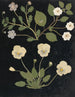 W Album de fleurs en papier découpé pl. 11 - Ellen W. — vy av konstverket