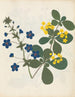 W: Album de fleurs en papier découpé pl. 12 - Ellen W. — vy av konstverket