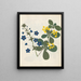 W: Album de fleurs en papier découpé pl. 12 - Ellen W. — inramlat konstverk på väggen