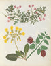 W album av papperklippta blomster - Ellen W. — vy av konstverket