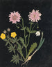 W Album de fleurs en papier découpé pl. 14 - Ellen W. — vy av konstverket
