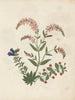 W Album de fleurs en papier découpé pl. 16 - Ellen W. — vy av konstverket