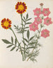 Album de fleurs en papier découpé pl. 17 - Ellen W. — vy av konstverket