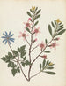 W Album de fleurs en papier découpé Pl20 - Ellen W. — vy av konstverket