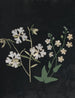 W Album de fleurs en papier découpé Målning Pl21 - Ellen W. — vy av konstverket