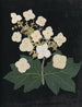 W Album de fleurs en papier découpé Målning Pl22 - Ellen W. — vy av konstverket