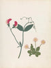 W Album de fleurs en papier découpé Pl23 - Ellen W. — vy av konstverket