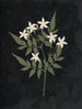 W Album de fleurs en papier découpé Målning Pl25 - Ellen W. — vy av konstverket