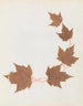 W Album de fleurs en papier découpé Målning Pl26 - Ellen W. — vy av konstverket