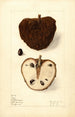 Annona squamosa No - Elsie E. Lower — vy av konstverket