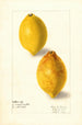 Citrus limon - Elsie E. Lower — vy av konstverket