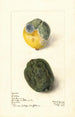 Citrus limon Lisbonne - Elsie E. Lower — vy av konstverket