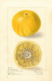 Citrus paradisi Florida Improved - Elsie E. Lower — vy av konstverket