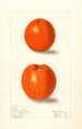 Citrus sinensis Canton - Elsie E. Lower — vy av konstverket