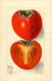 Diospyros Hachiya - Elsie E. Lower — vy av konstverket