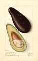 Persea Santa Barbara Early - Elsie E. Lower — vy av konstverket