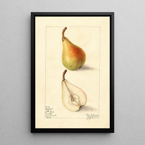 Elsie E Lower - Pyrus communis Giffard.webp