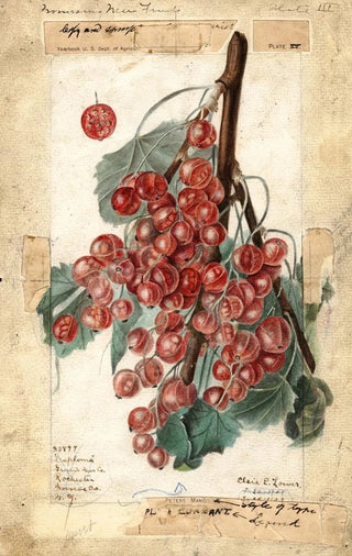 Elsie E Lower - Ribes Diploma.webp