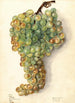 Vitis Malaga - Elsie E. Lower — vy av konstverket