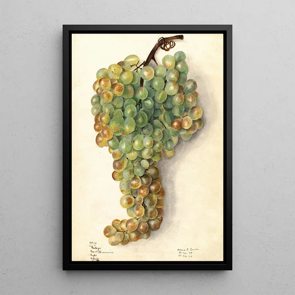 Elsie E Lower - Vitis Malaga.webp