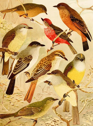 Emil August Gldi - Bemtevs.webp