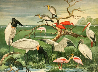 Emil August Gldi - Cegonhas Guars Colhereira.webp