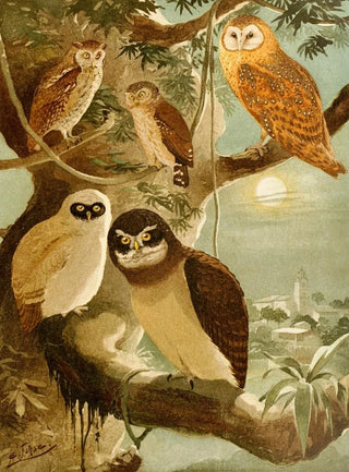 Emil August Gldi - Corujas.webp