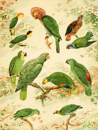 Emil August Gldi - Papagaios.webp