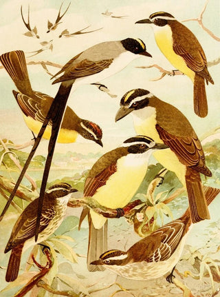 Emil August Gldi - Tesoura Bemtevs Mariadia Bemtevs midos.webp