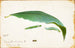 Chenille de Feuille de Hêtre Non Tachée, Studie för boken Concealing Coloration in the Animal Kingdom - Emma Beach Thayer — vy av konstverket