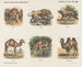 Galerie des animaux - Emrik Binger — vy av konstverket