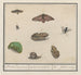 Samling av naturhistoria nr 4, 4 Blad av blandning - Anselmus Botius de Boodt — vy av konstverket