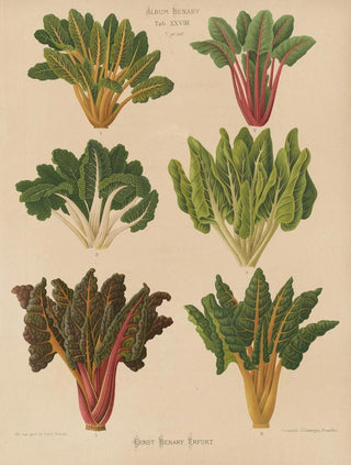 Ernst Benary - Beet or Swiss Chard.webp