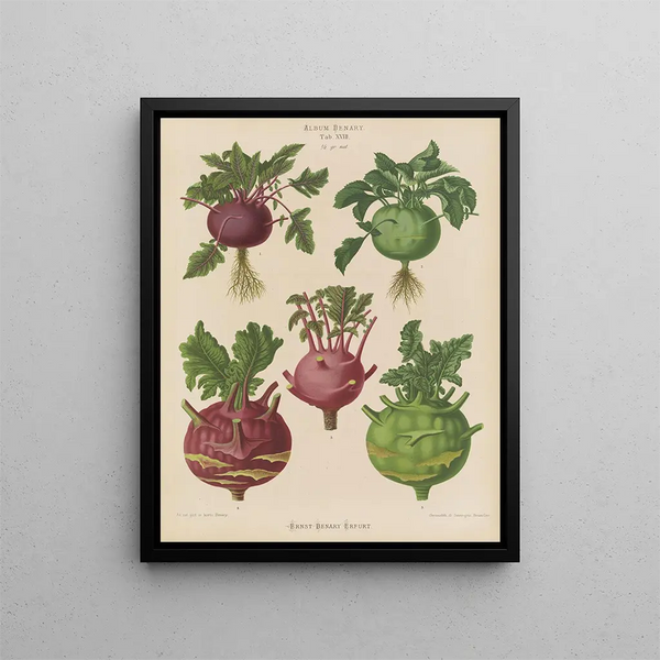 Kohl Rabi eller kålrabi - Ernst Benary — inramlat konstverk på väggen