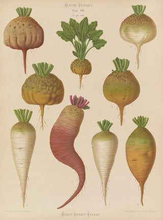 Ernst Benary - Mangel Wurzels Sugar Beets.webp