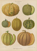 Melons - Ernst Benary — vy av konstverket