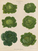 Choux de Savoie - Ernst Benary — vy av konstverket