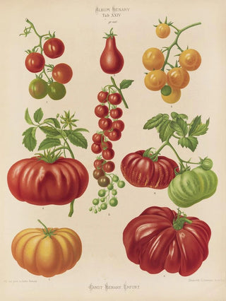 Ernst Benary - Tomatoes or LoveApples.webp