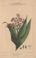 Flore d'Amérique Pl07 - Étienne Denisse — vy av konstverket