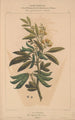 Flore d'Amérique Pl09 - Étienne Denisse — vy av konstverket