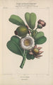 Flore d'Amérique Pl22 - Étienne Denisse — vy av konstverket