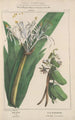 Flore d'Amérique Pl24 - Étienne Denisse — vy av konstverket
