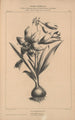Flore d'Amérique Pl28 - Étienne Denisse — vy av konstverket