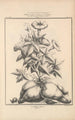 Flore d'Amérique Pl44 - Étienne Denisse — vy av konstverket