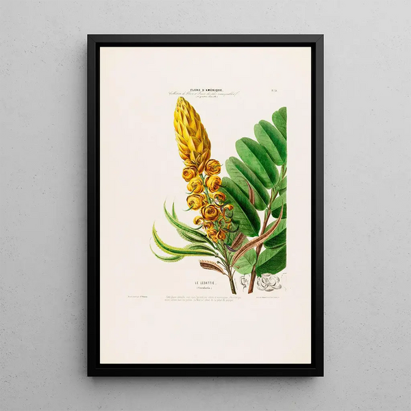 Etienne Denisse - Flore dAmerique dessinee dapres nature sur les lieux Pl020.webp